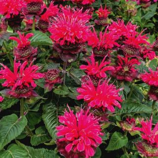 BEE Happy Bee Balm Thumbnail